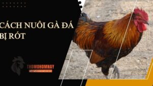 Nguyên nhân khiến cho gà chiến bị rót